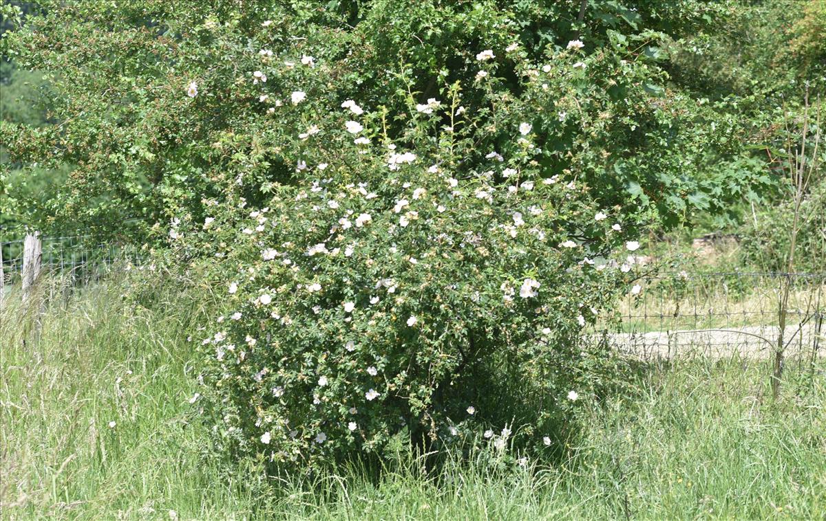 Rosa x insignis (door Jan Klinckenberg)