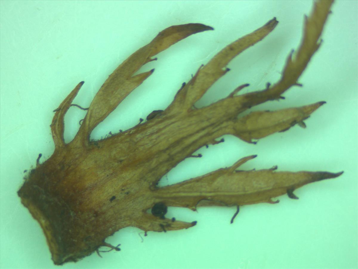 Rosa x semiglabra (door Jan Klinckenberg)