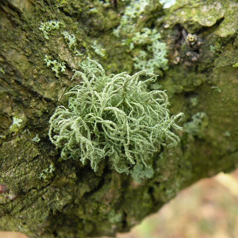 Usnea hirta (door Ramon Verstraaten)