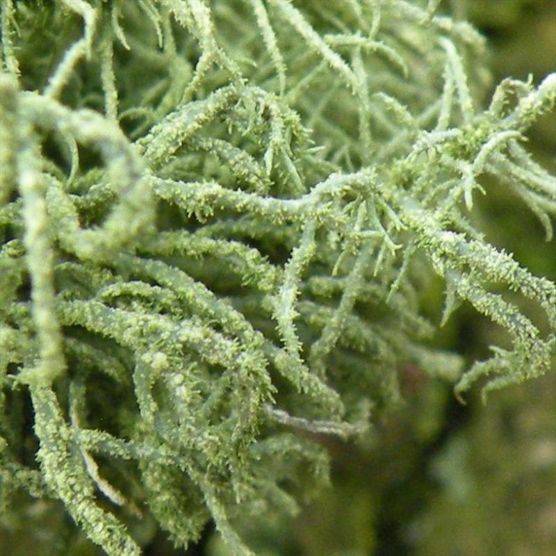 Usnea hirta (door Ramon Verstraaten)