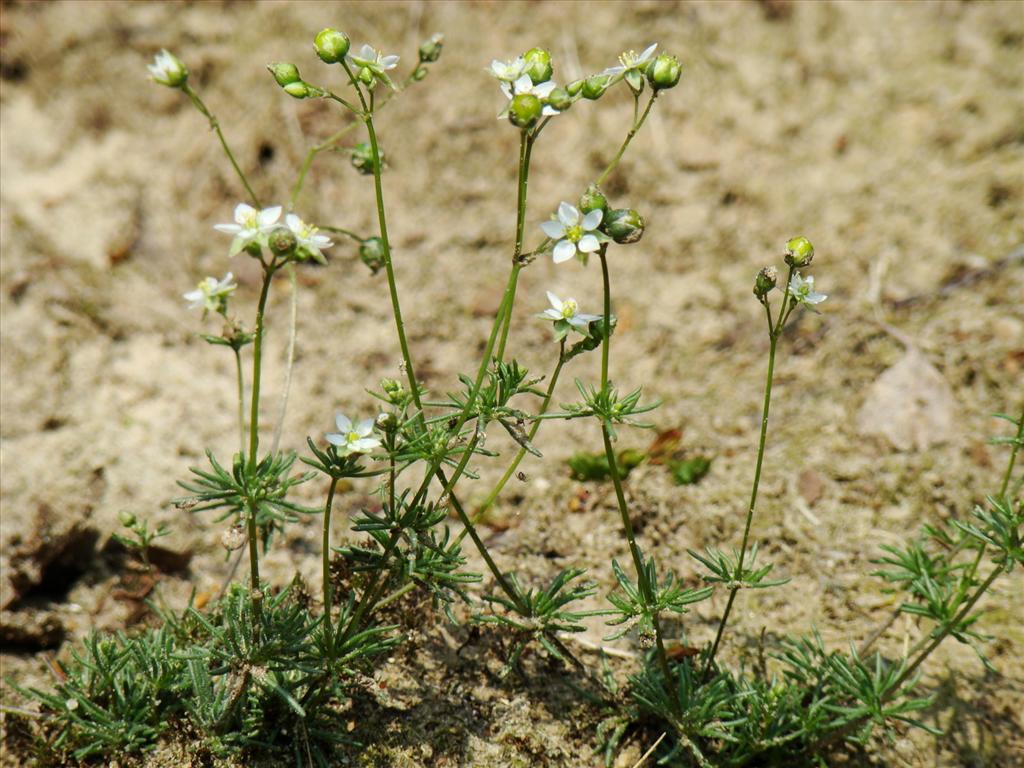 Spergula morisonii (door Joop Verburg)