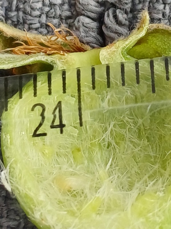 Rosa caesia (door Guus de Vries)