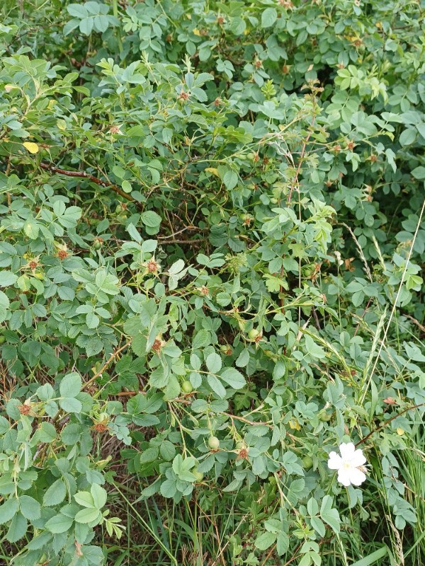 Rosa caesia (door Guus de Vries)