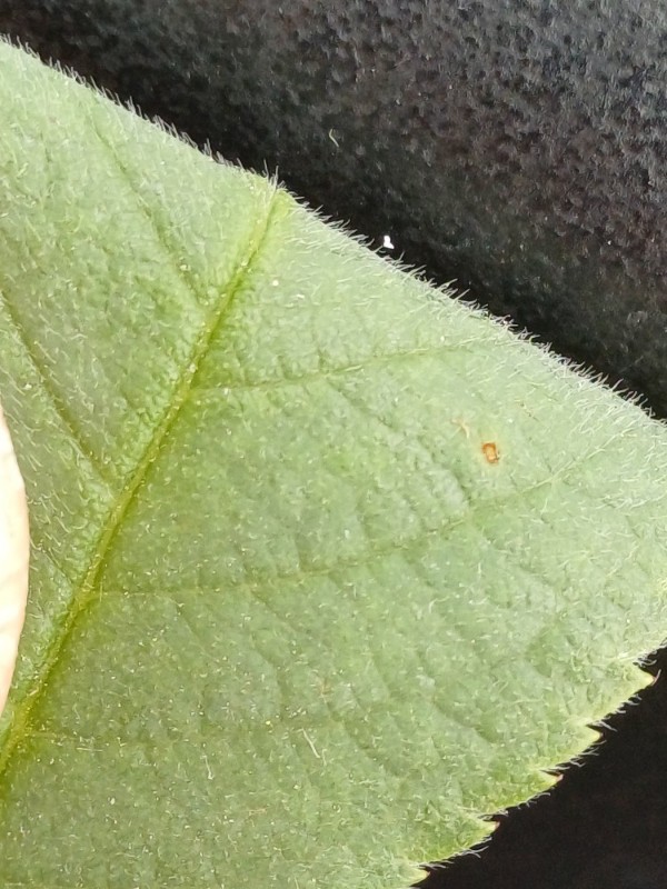 Rosa caesia (door Guus de Vries)