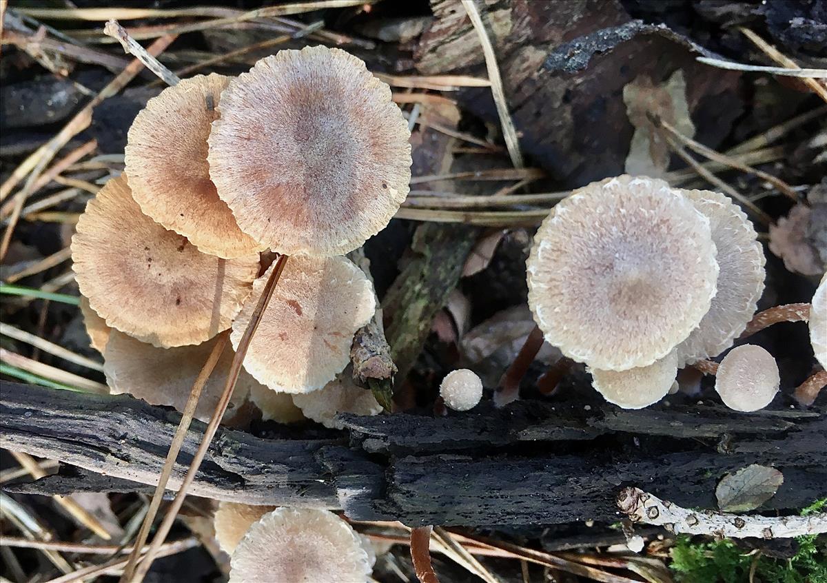 Tubaria conspersa (door Eduard Osieck)