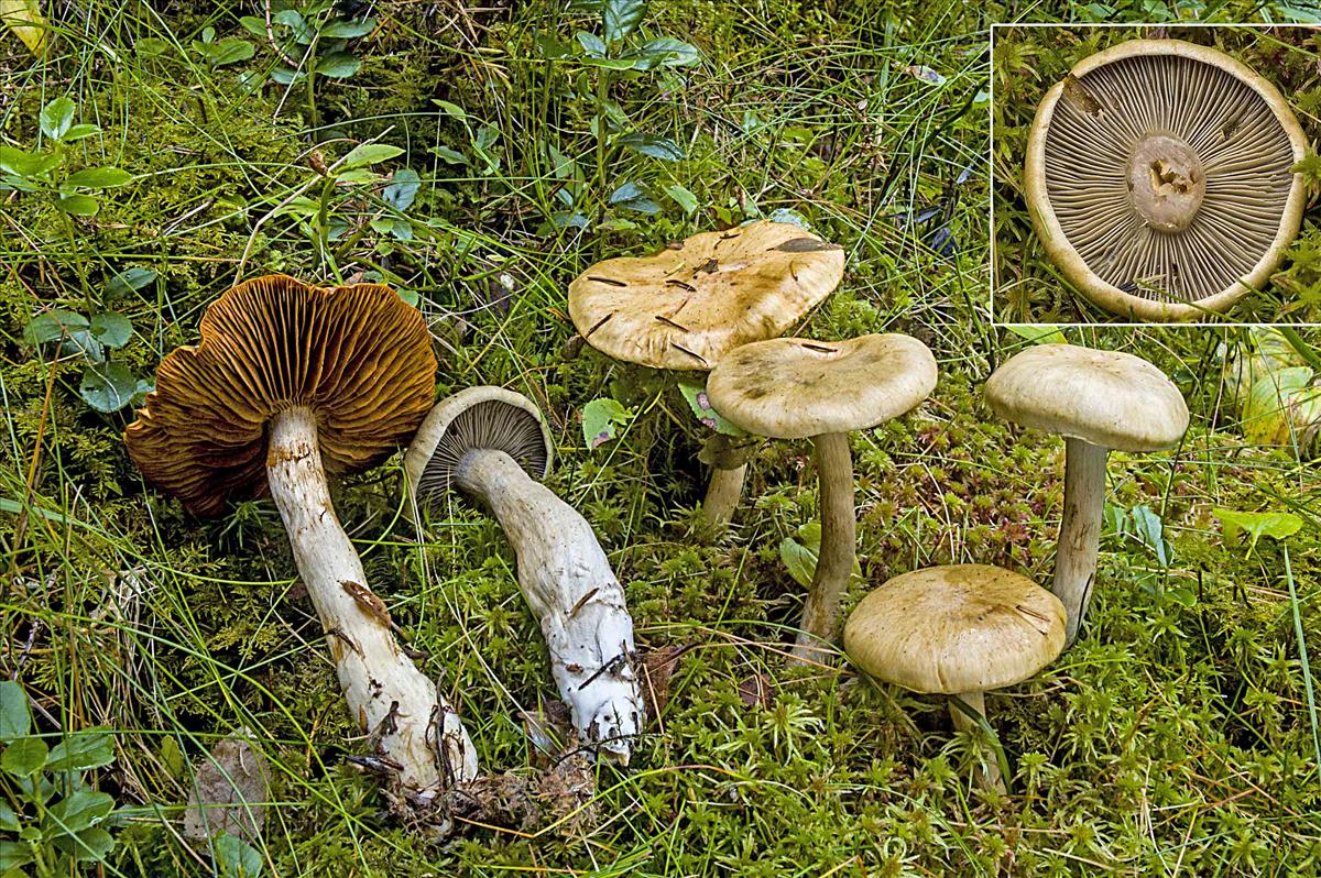 Cortinarius subtortus (door Nico Dam)