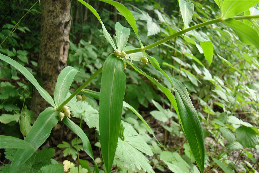 Polygonatum verticillatum (door Joop Verburg)