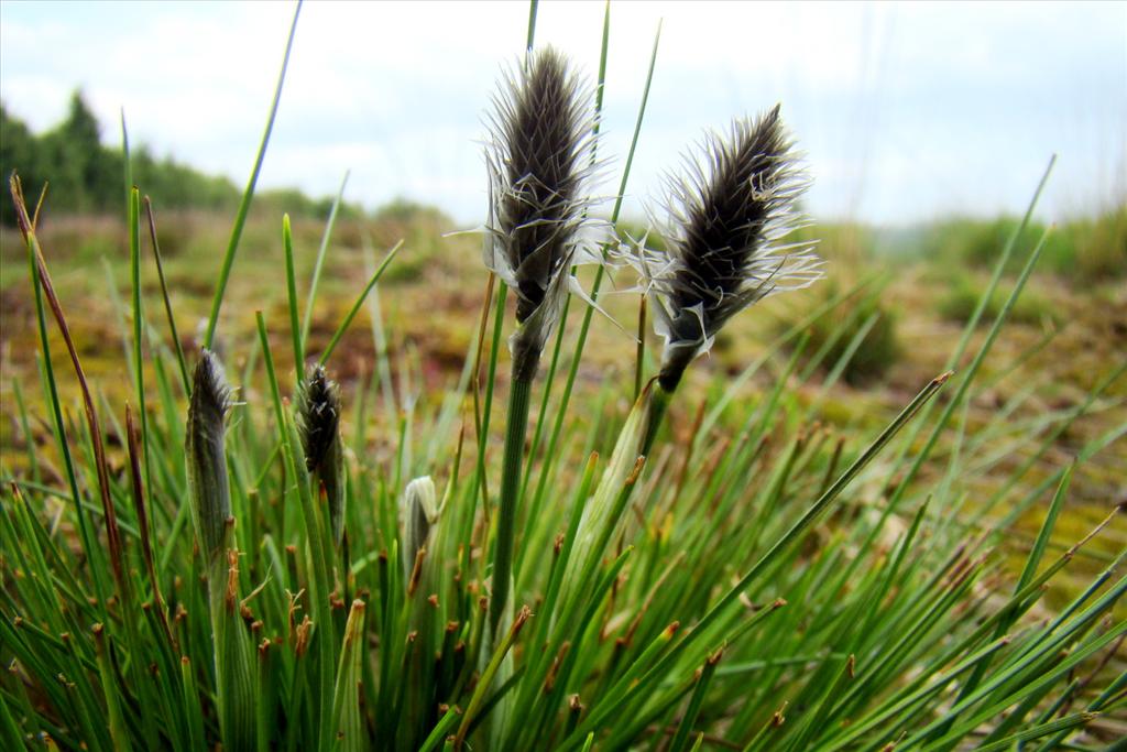 Eriophorum vaginatum (door Joop Verburg)