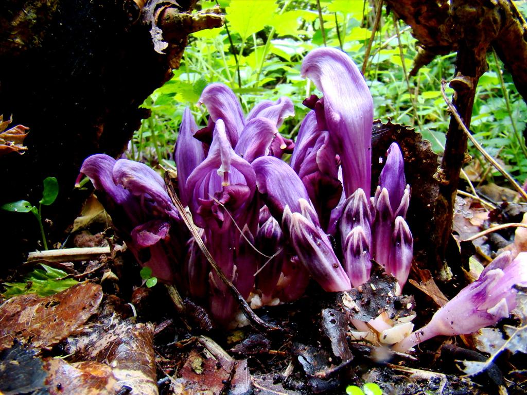 Lathraea clandestina (door Joop Verburg)