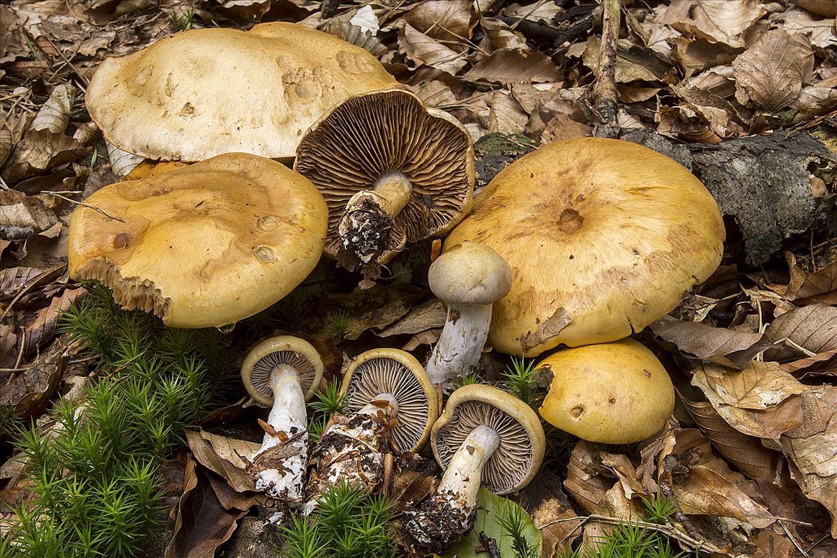 Cortinarius amurceus (door Nico Dam)