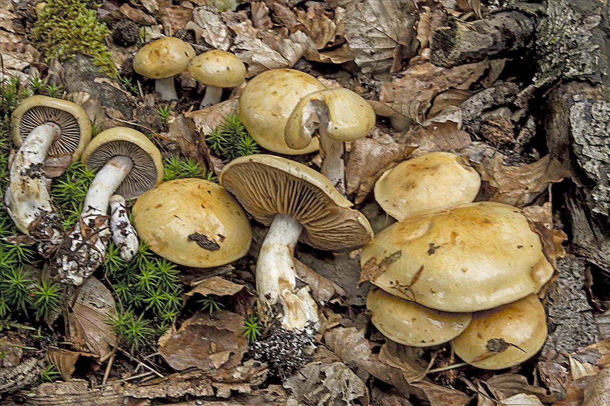 Cortinarius amurceus (door Nico Dam)
