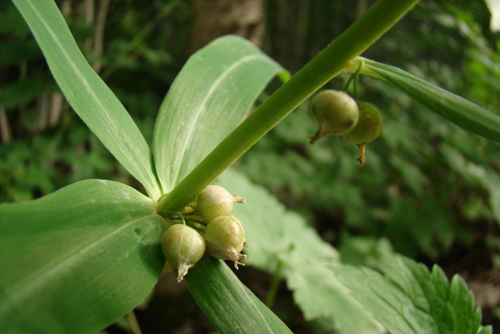 Polygonatum verticillatum (door Joop Verburg)