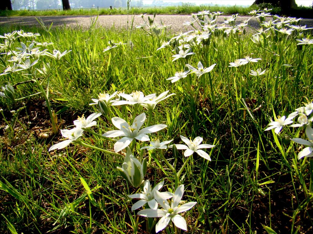 Ornithogalum umbellatum (door Joop Verburg)