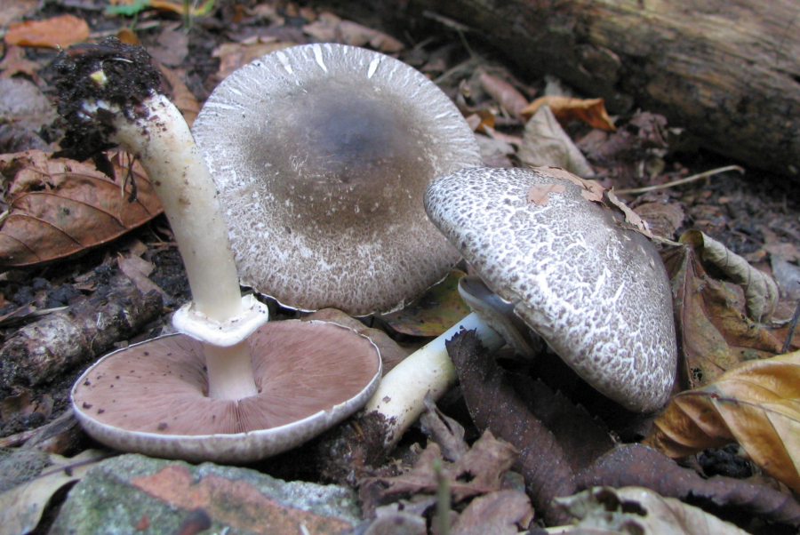 Agaricus phaeolepidotus (door Paul Coene)