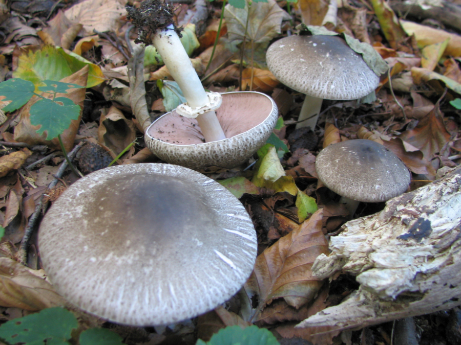 Agaricus phaeolepidotus (door Paul Coene)