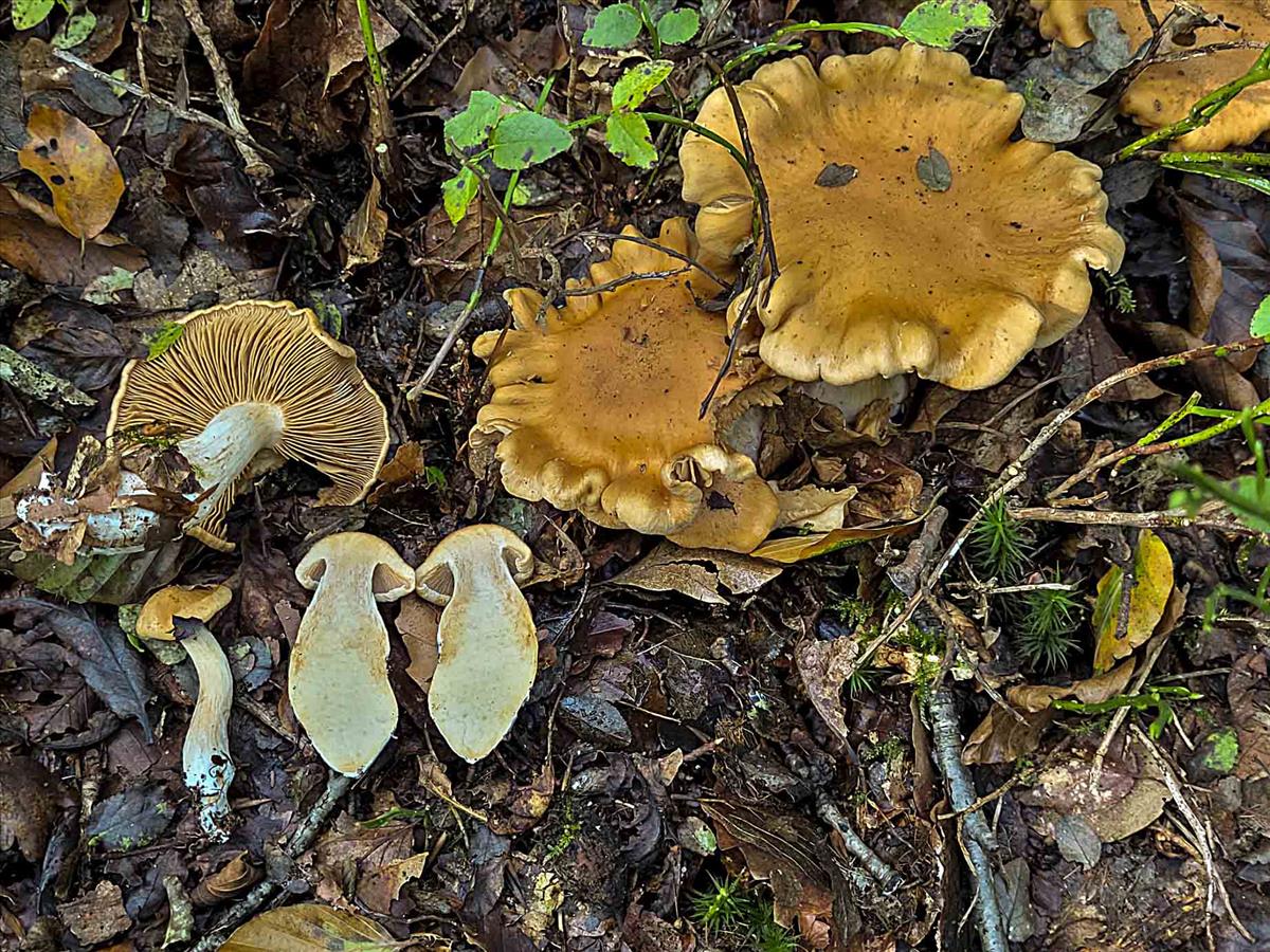 Cortinarius vespertinus (door Nico Dam)