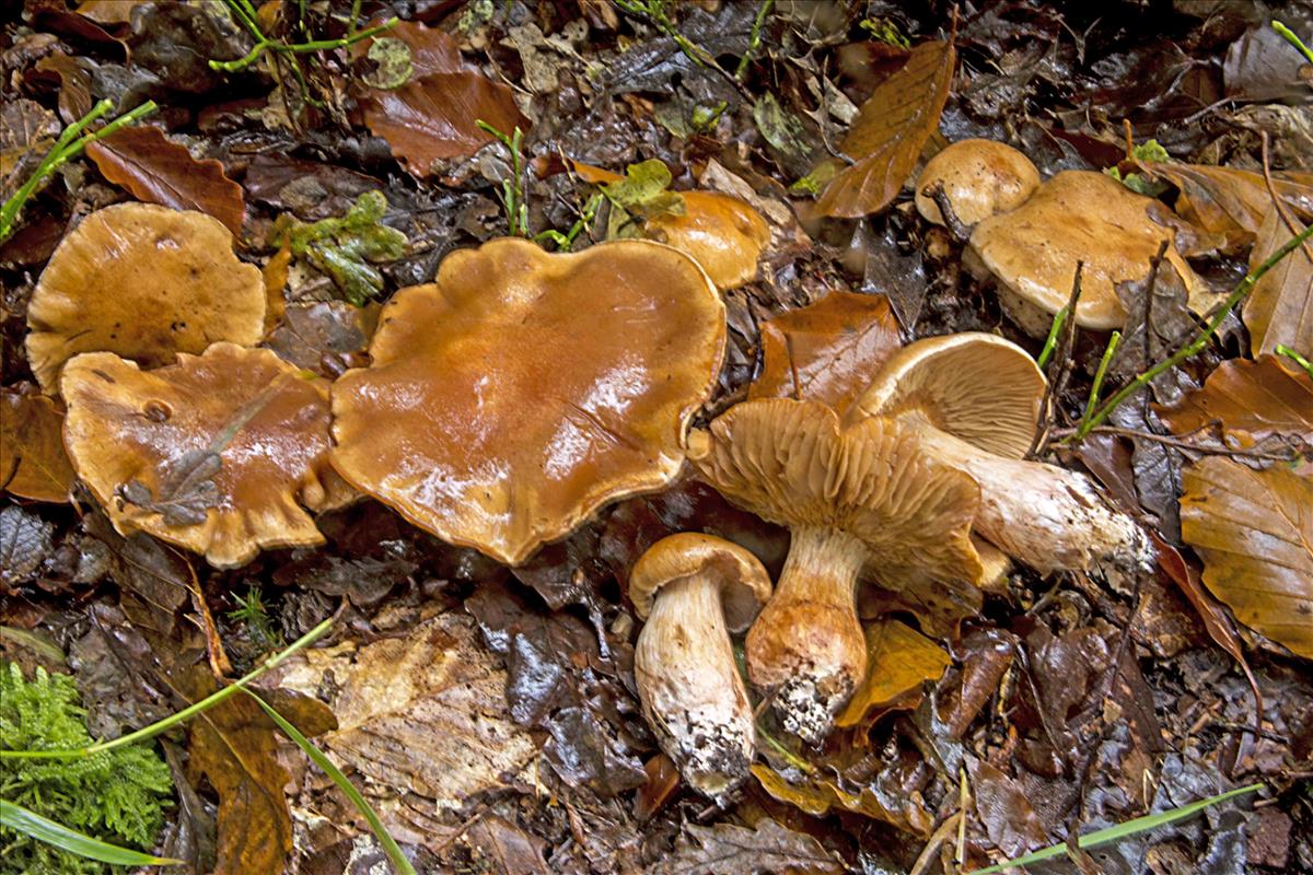 Cortinarius vespertinus (door Nico Dam)