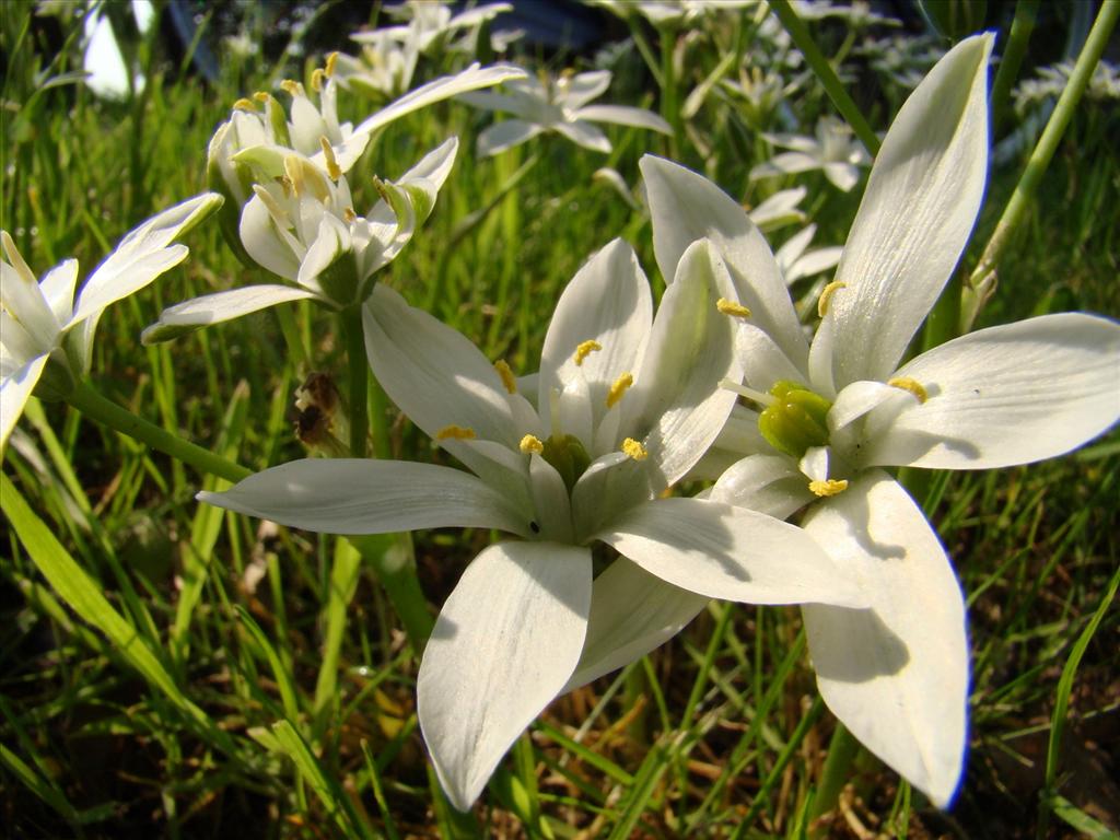 Ornithogalum umbellatum (door Joop Verburg)