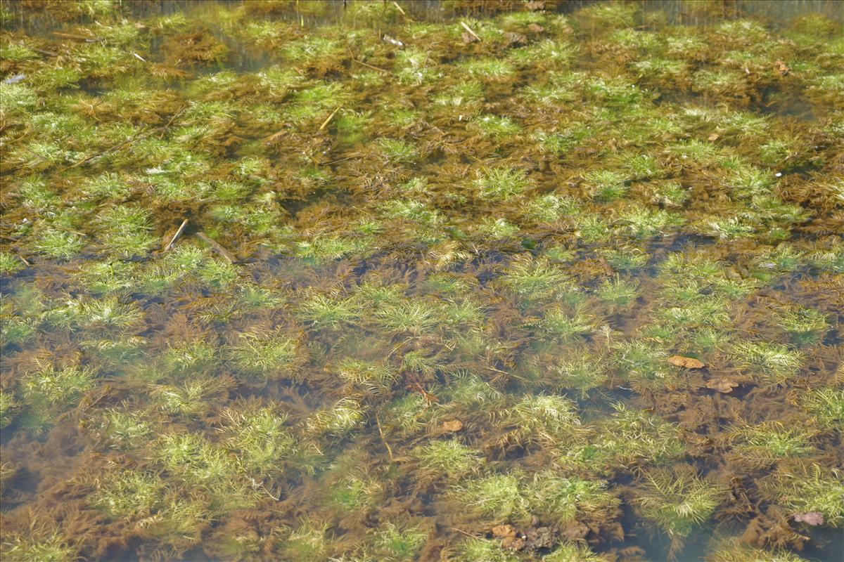 Hottonia palustris (door Jetske Metzlar)