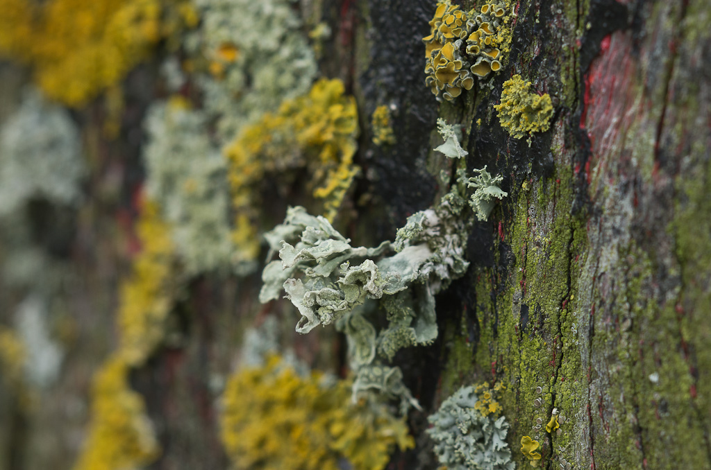 Ramalina canariensis (door Rense Haveman)