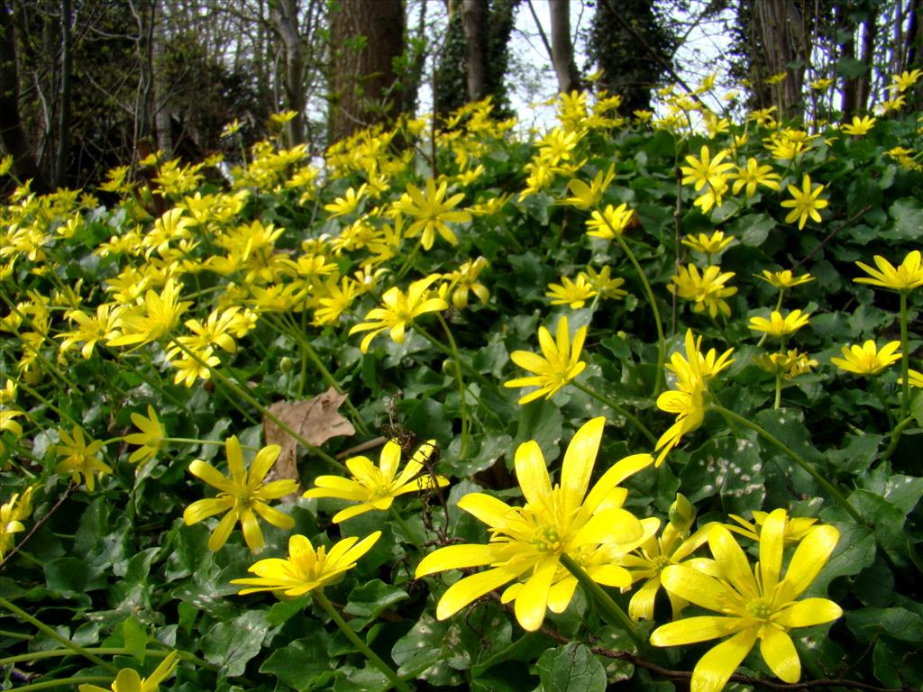 Ficaria verna (door Joop Verburg)