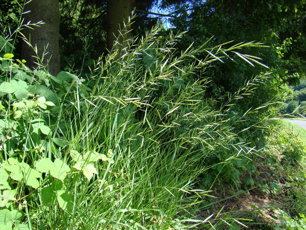 Brachypodium pinnatum (door Joop Verburg)