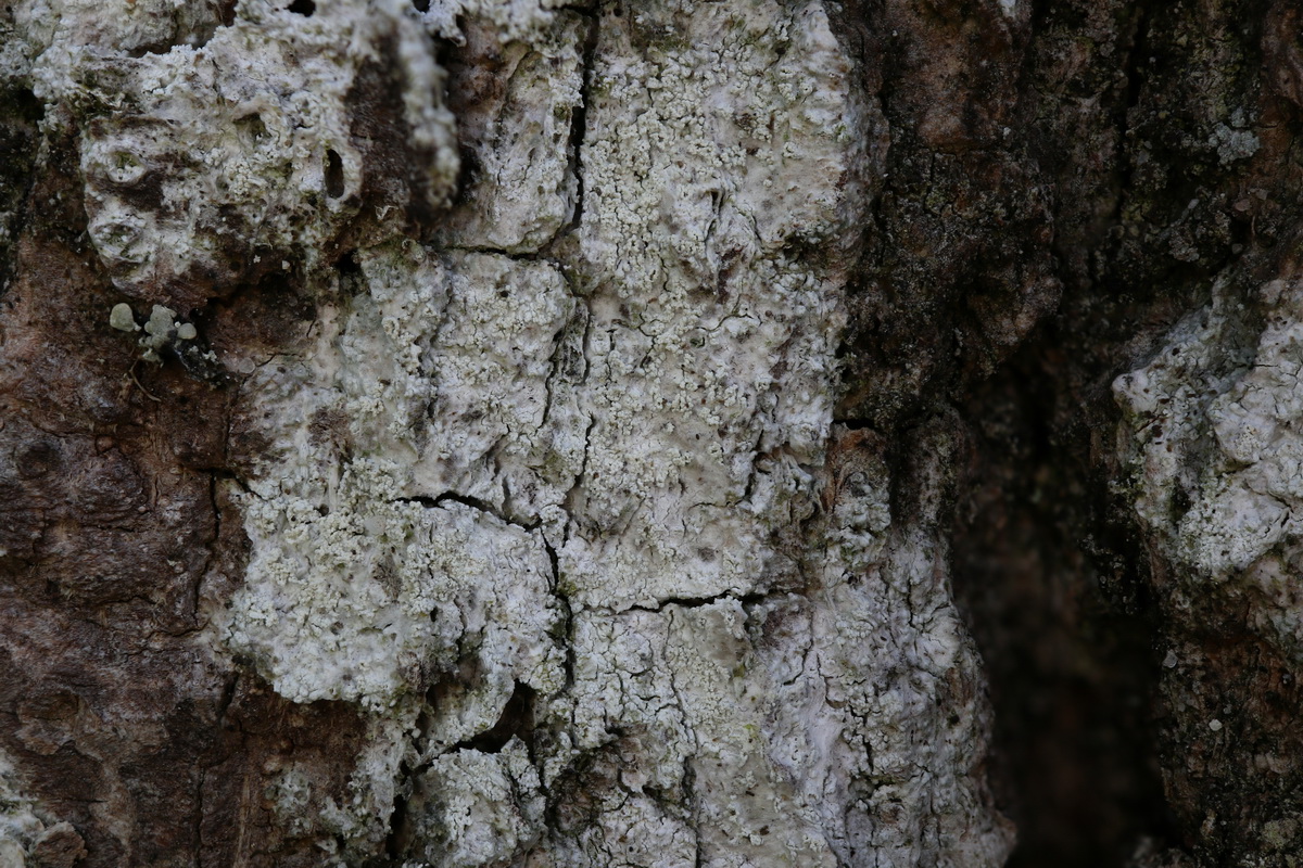 Ochrolechia microstictoides (door Hans Toetenel)