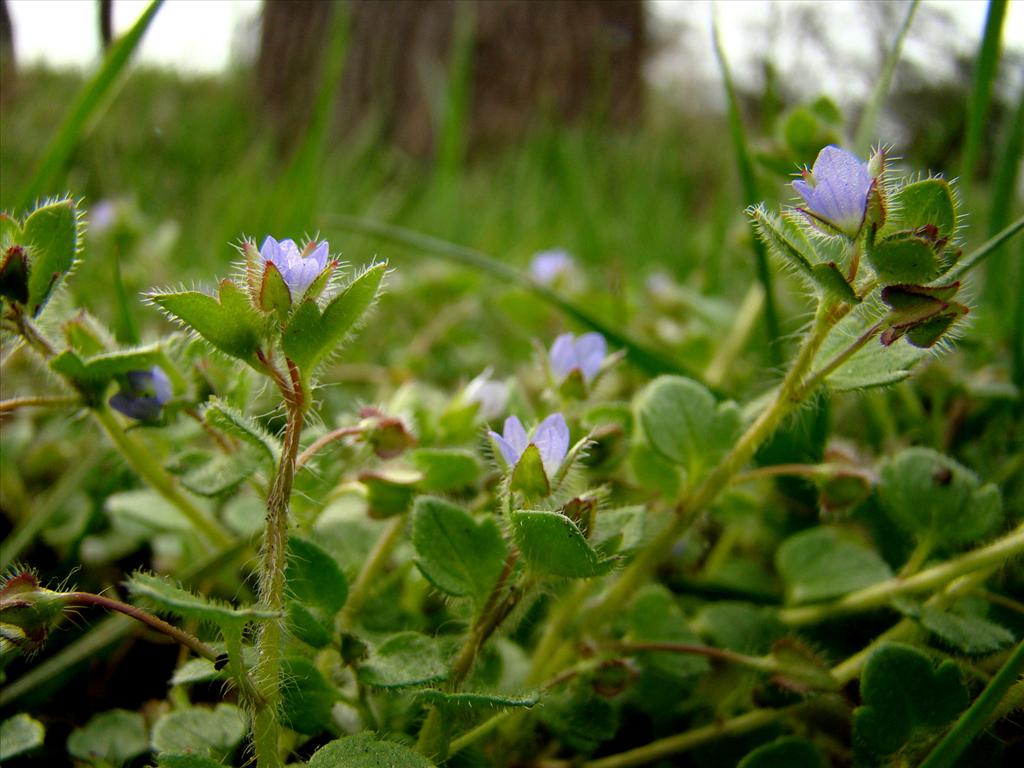 Veronica hederifolia (door Joop Verburg)