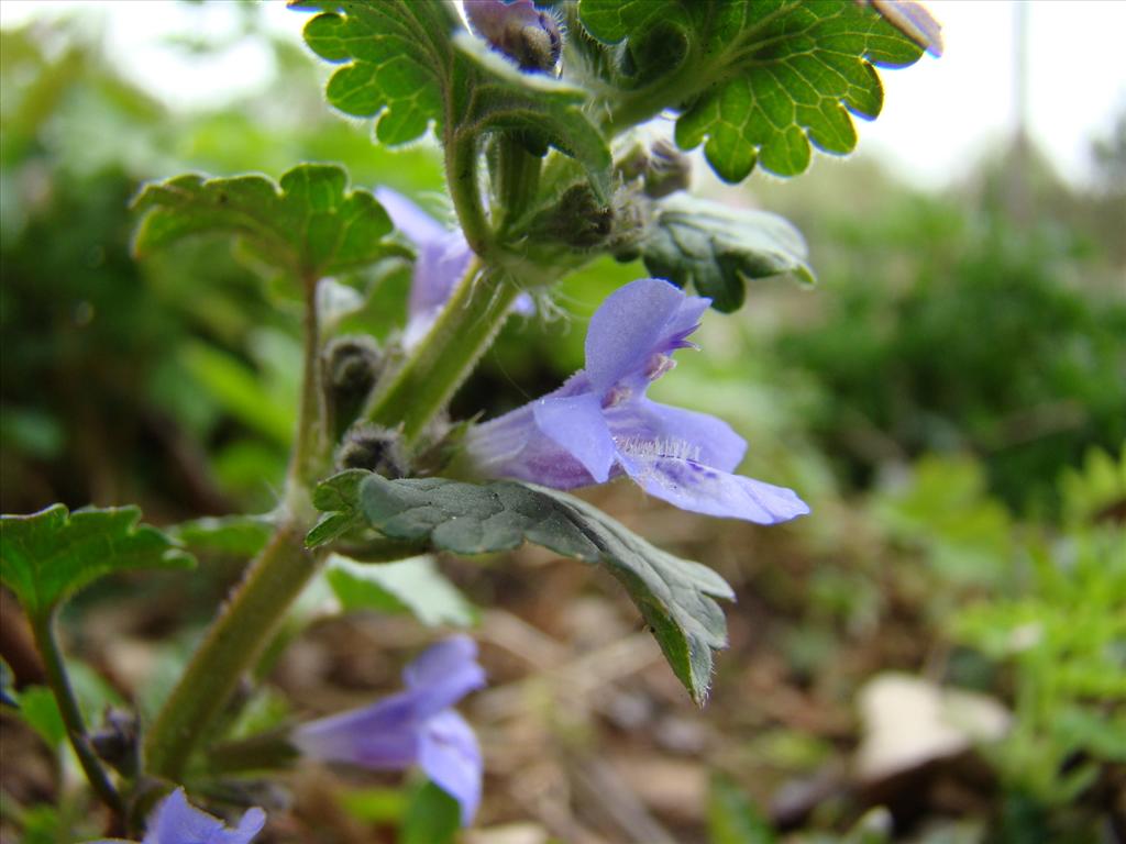 Glechoma hederacea (door Joop Verburg)