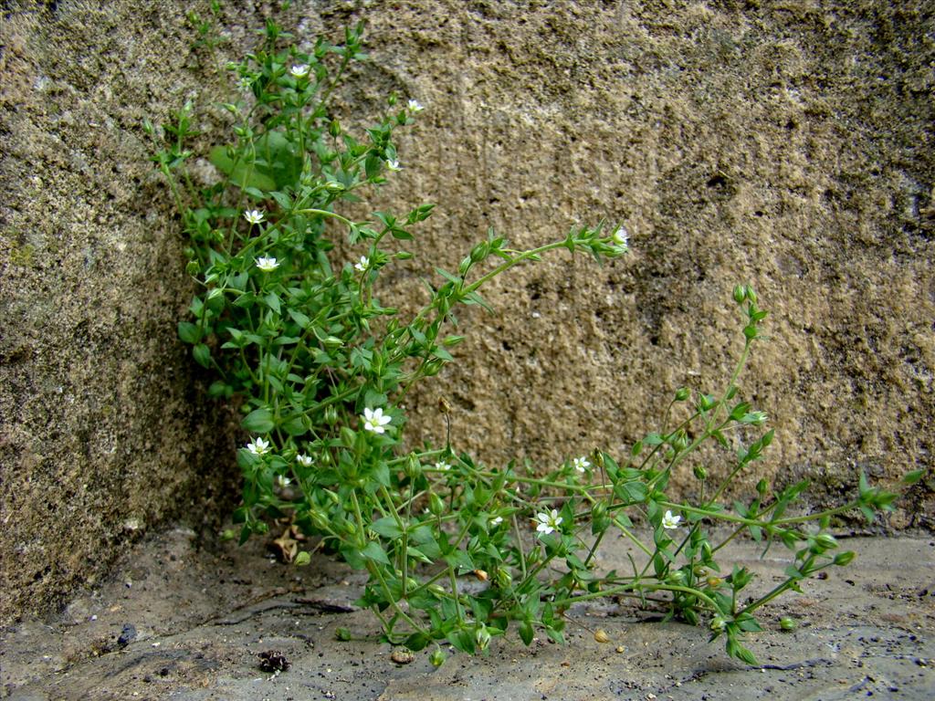 Arenaria serpyllifolia (door Joop Verburg)