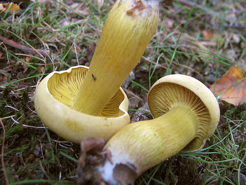 Tricholoma sulphureum (door Paul Coenen)