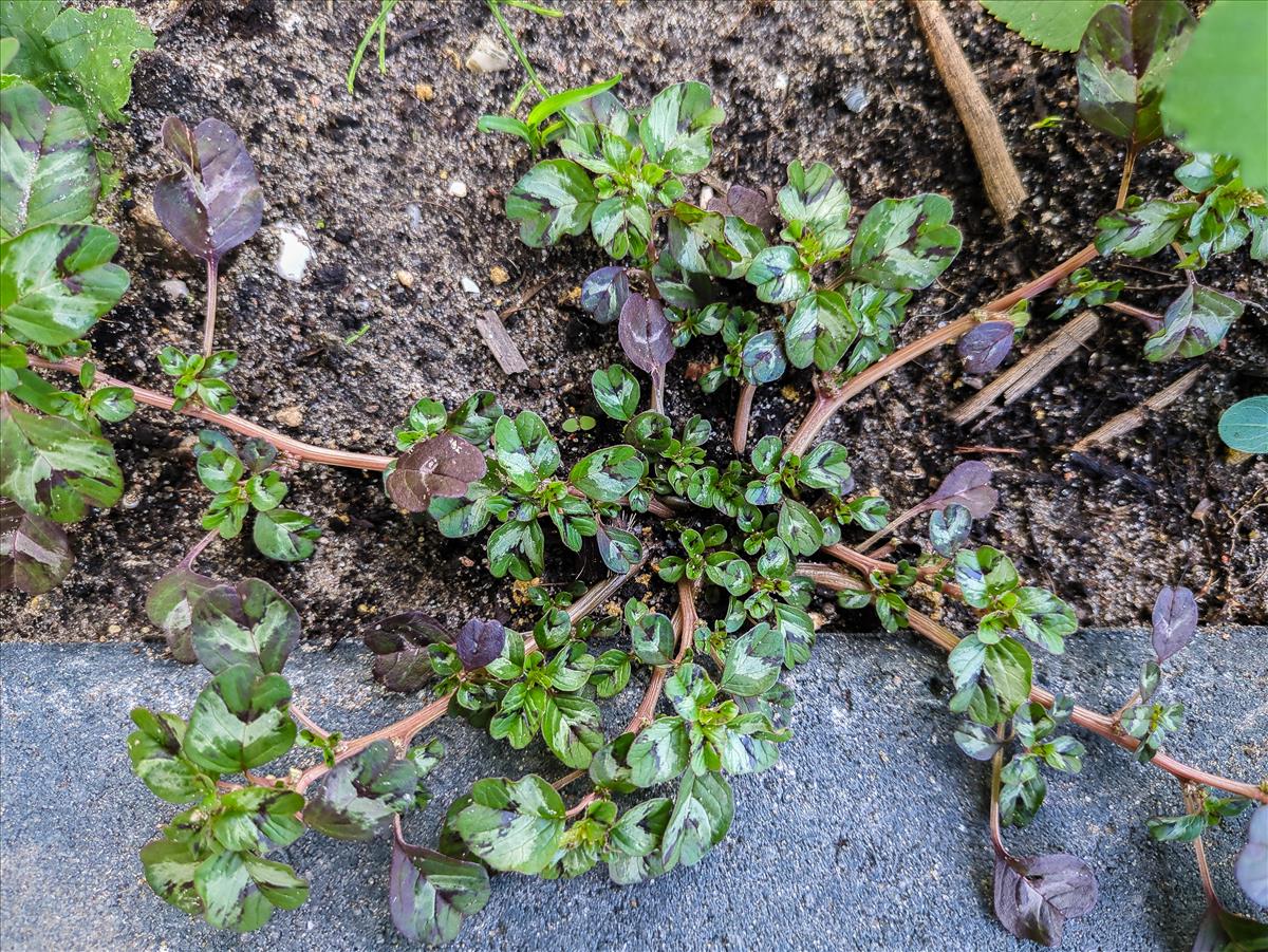 Amaranthus blitum (door Peter Hegi)