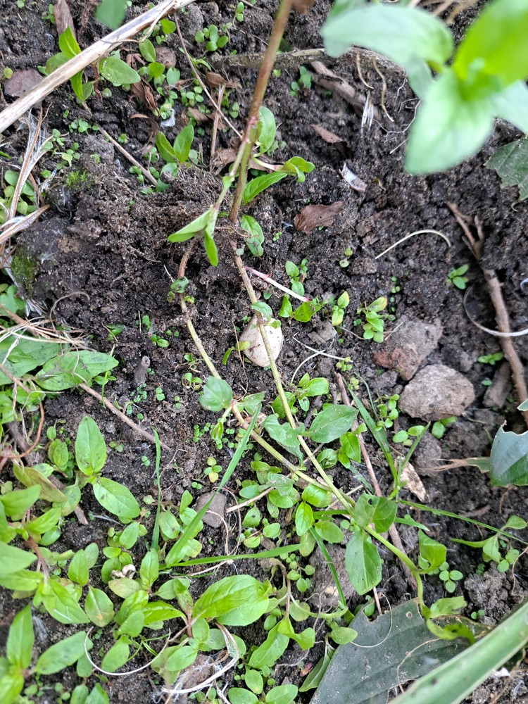 Epilobium obscurum (door Jaap Oosterom)