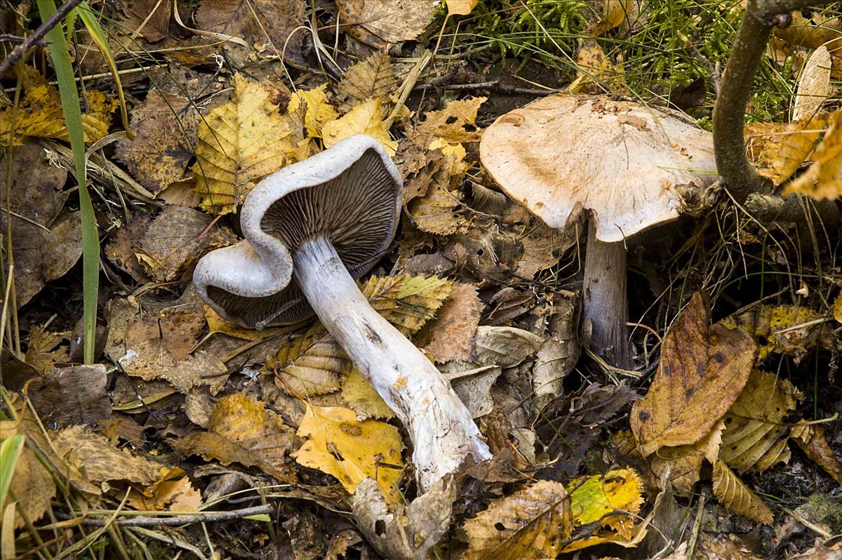 Cortinarius cyanites (door Nico Dam)