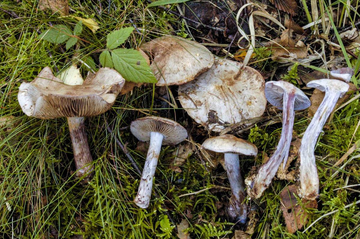 Cortinarius cyanites (door Nico Dam)