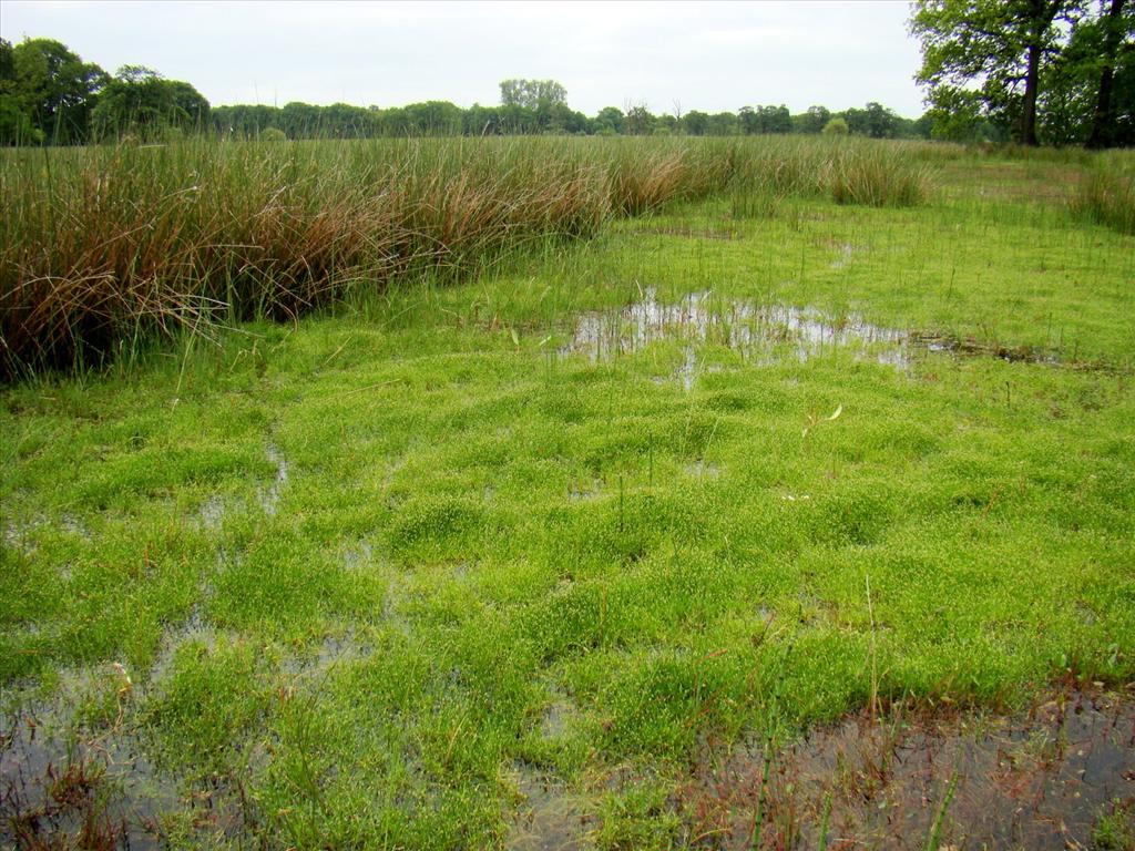 Pilularia globulifera (door Joop Verburg)