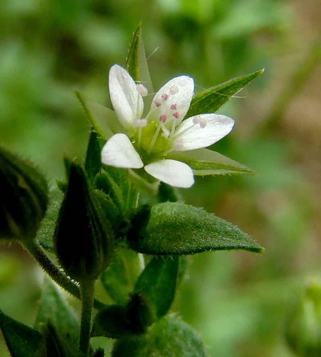 Arenaria serpyllifolia (door Joop Verburg)