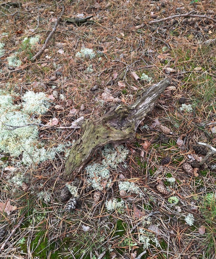 Absconditella delutula (door Tom Schier)