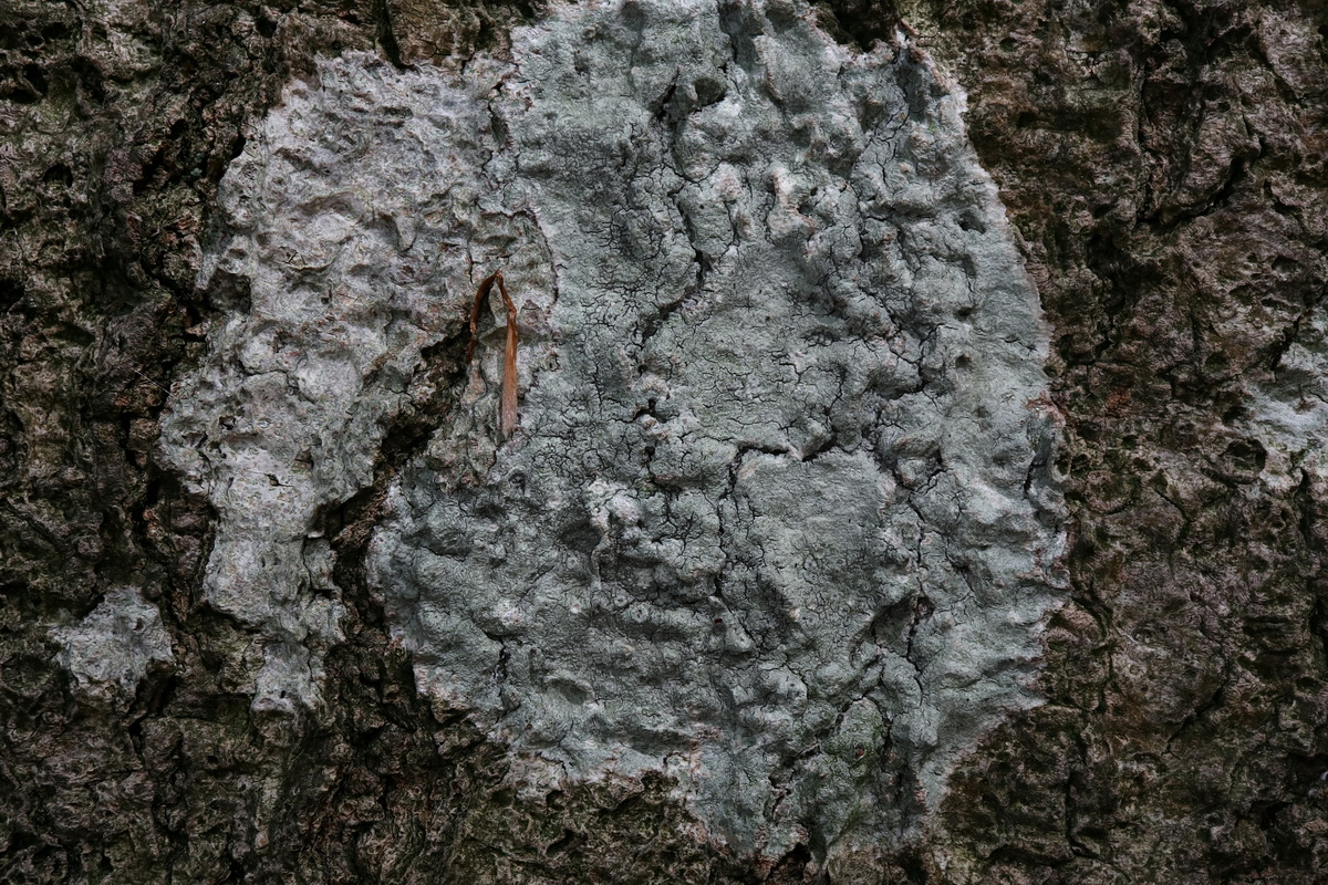 Pertusaria leioplaca (door Hans Toetenel)