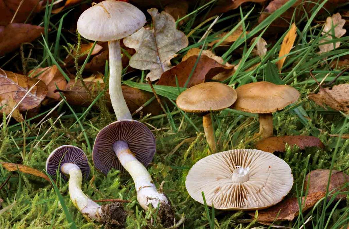 Cortinarius anomalus (door André de Haan)