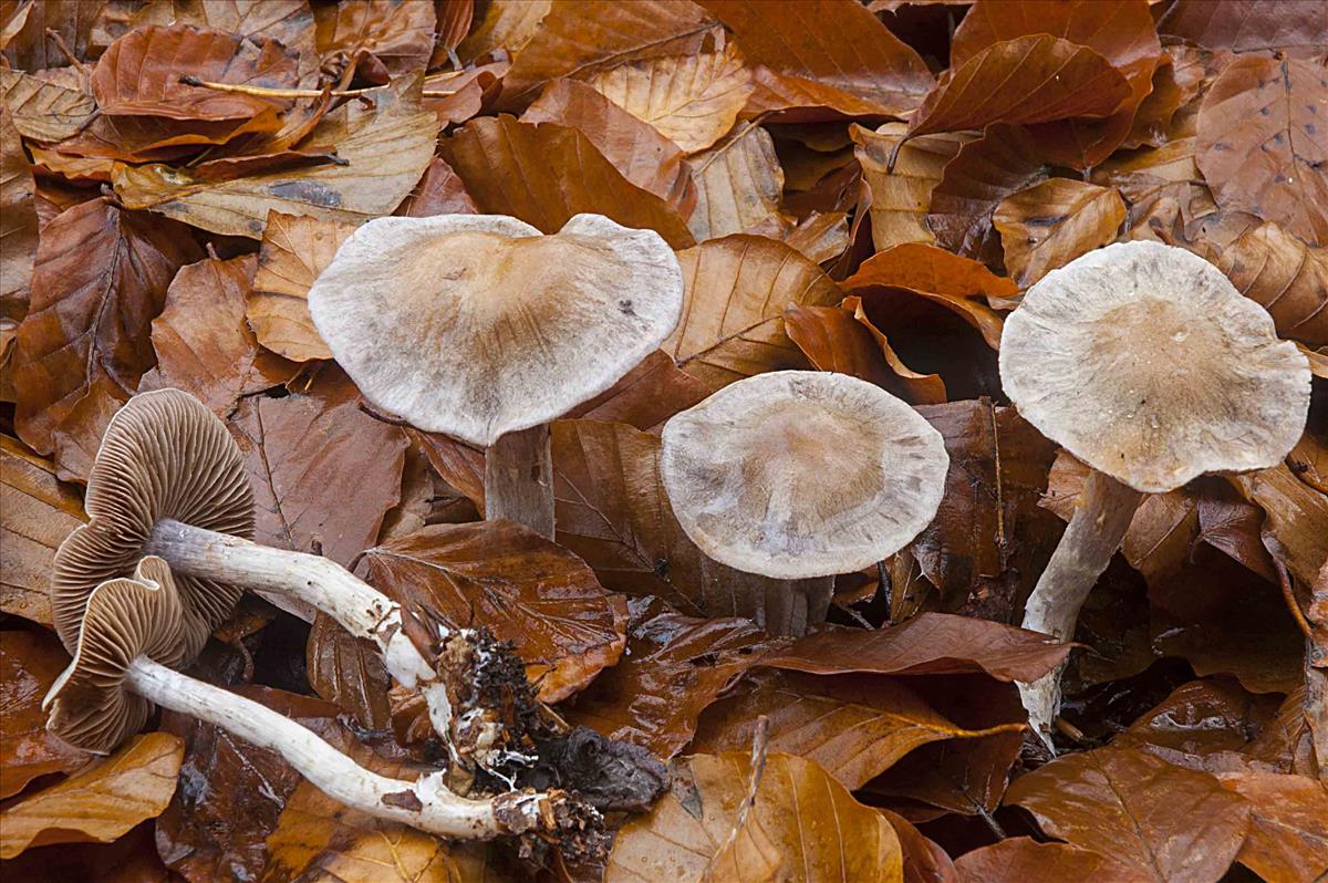 Cortinarius anomalus (door Nico Dam)