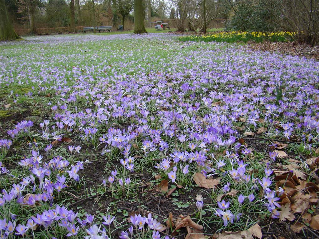 Crocus tommasinianus (door Joop Verburg)