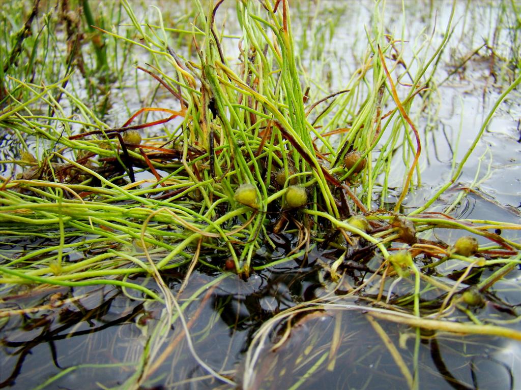 Pilularia globulifera (door Joop Verburg)