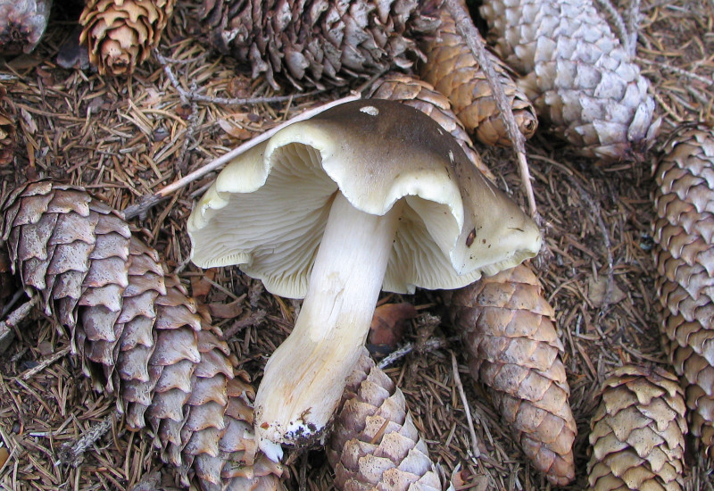 Tricholoma saponaceum (door Paul Coenen)