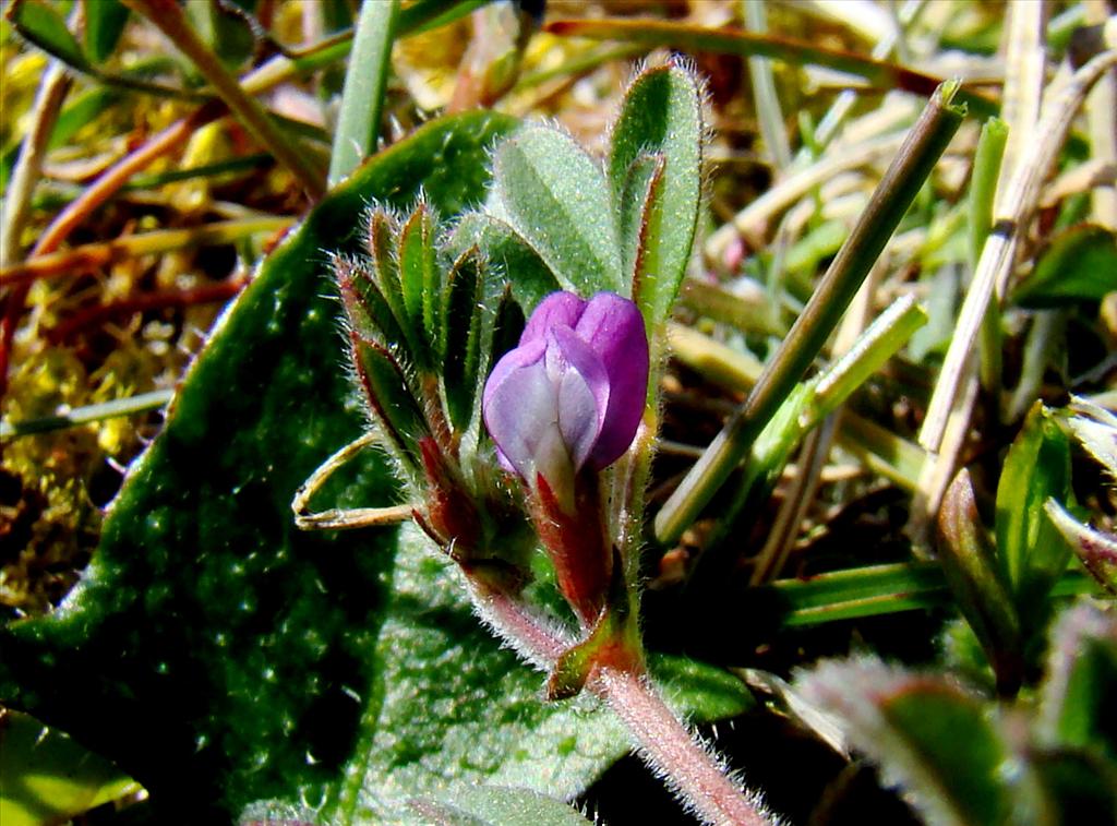 Vicia lathyroides (door Joop Verburg)