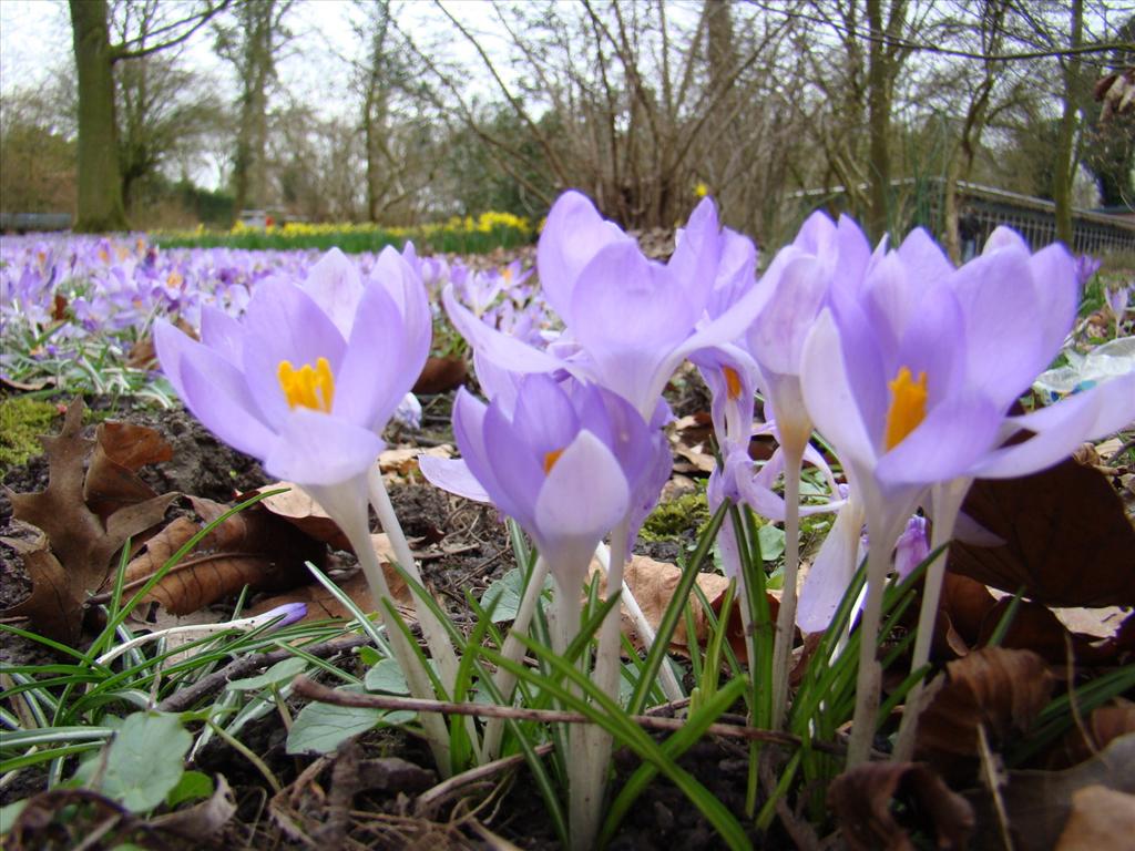 Crocus tommasinianus (door Joop Verburg)