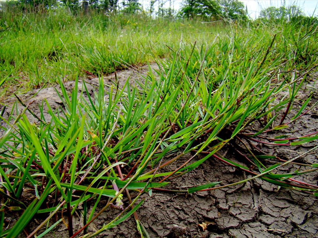 Glyceria declinata (door Joop Verburg)