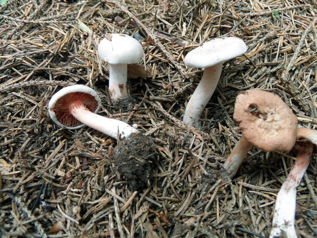 Inocybe whitei (door Anneke van der Putte)