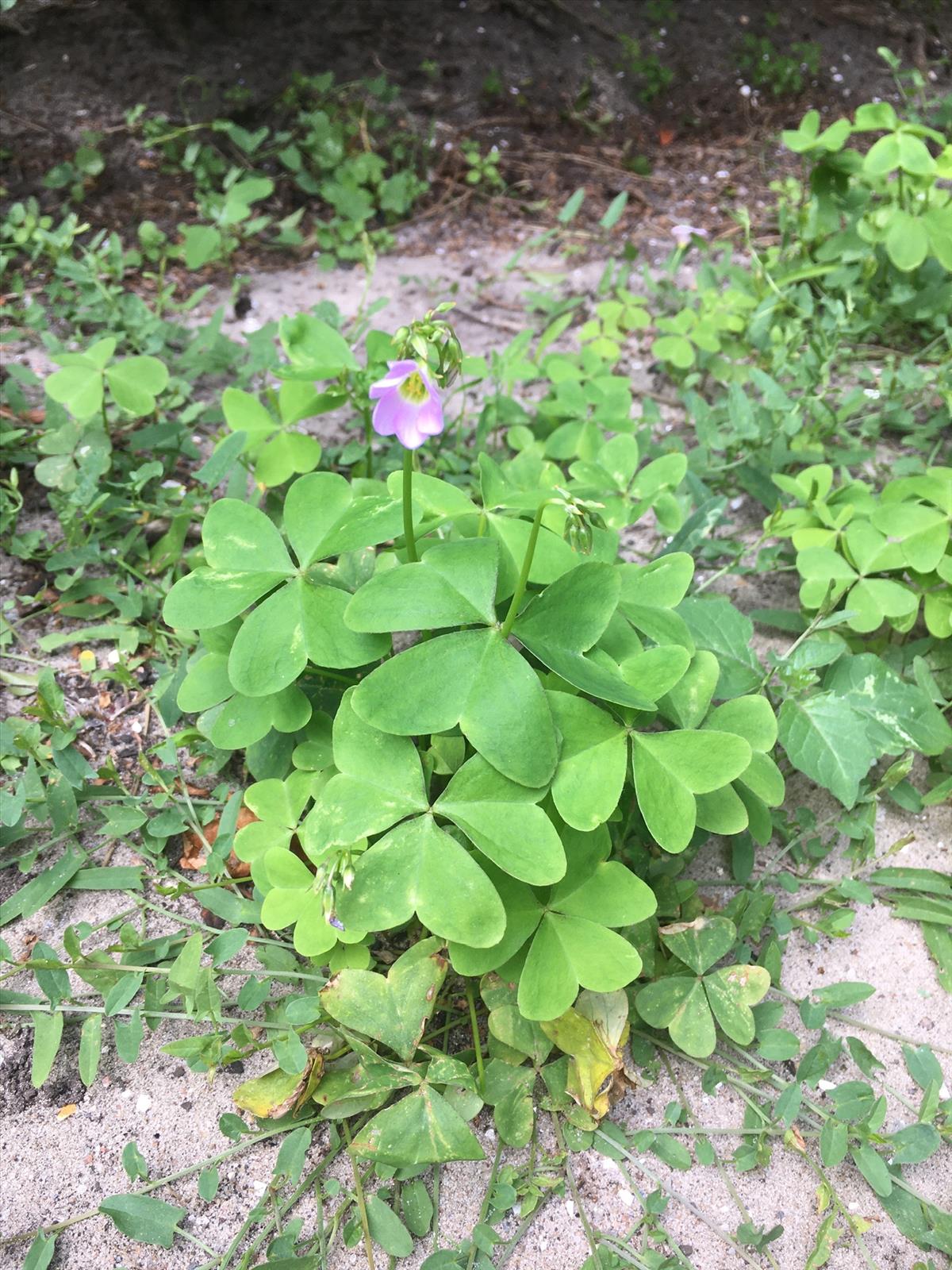 Oxalis latifolia (door Reinder de Boer)