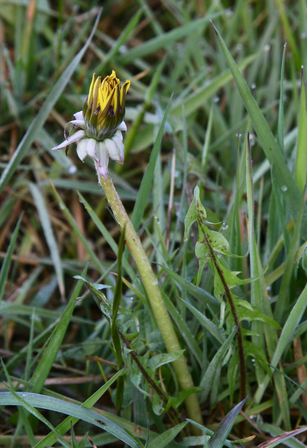 Taraxacum subditivum (door Jelle J. Hofstra)